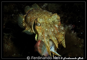 Cuttlefish's hunting by Ferdinando Meli 